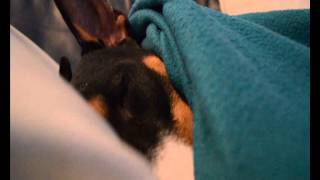 Snoring Bull Terrier