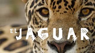 El Jaguar, en peligro de extinción en Sonora por cacería, explotación minera y ganaderos El Jaguar, en peligro de extinción en Sonora por cacería, explotación minera y ganaderos