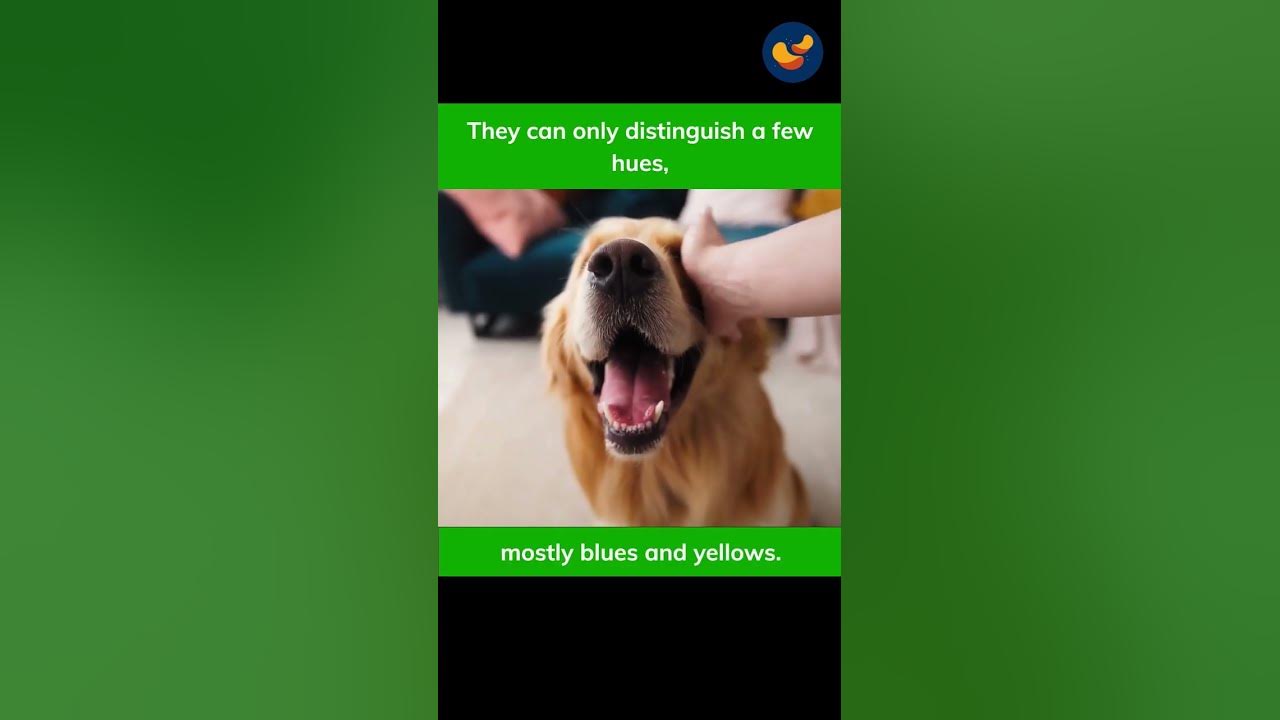 Ever wondered which colors dogs could actually see? 🐶 #shorts #dog #animals