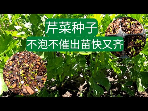 【芹菜育苗】芹菜种子：不泡种不催芽 出苗快出苗率高的方法  简单高效的方法 种芹菜再也不难 在家轻松种芹菜
