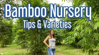 Bamboo Nursery of Sarasota