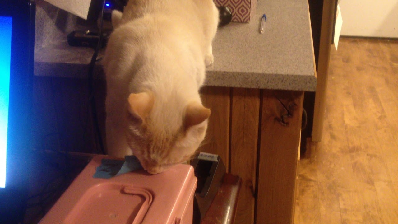 roger-trying-to-eat-tape-youtube