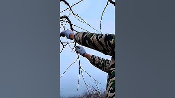 Winter Pruning Secrets: Fruit Grower Trims Peach Tree with Precision!