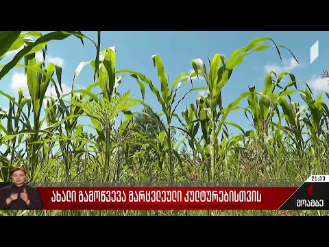 ახალი გამოწვევა მარცვლეული კულტურებისთვის