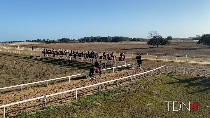 Thoughts From Ocala Part 1: Freshman Sires