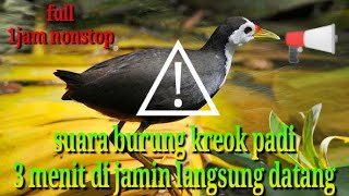SUARA PIKAT BURUNG RUAK-RUAK / BUBURAK | dijamin ruak ruak liar langsung datang