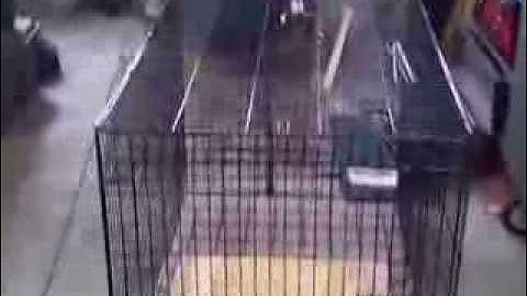 predator live trap DIY