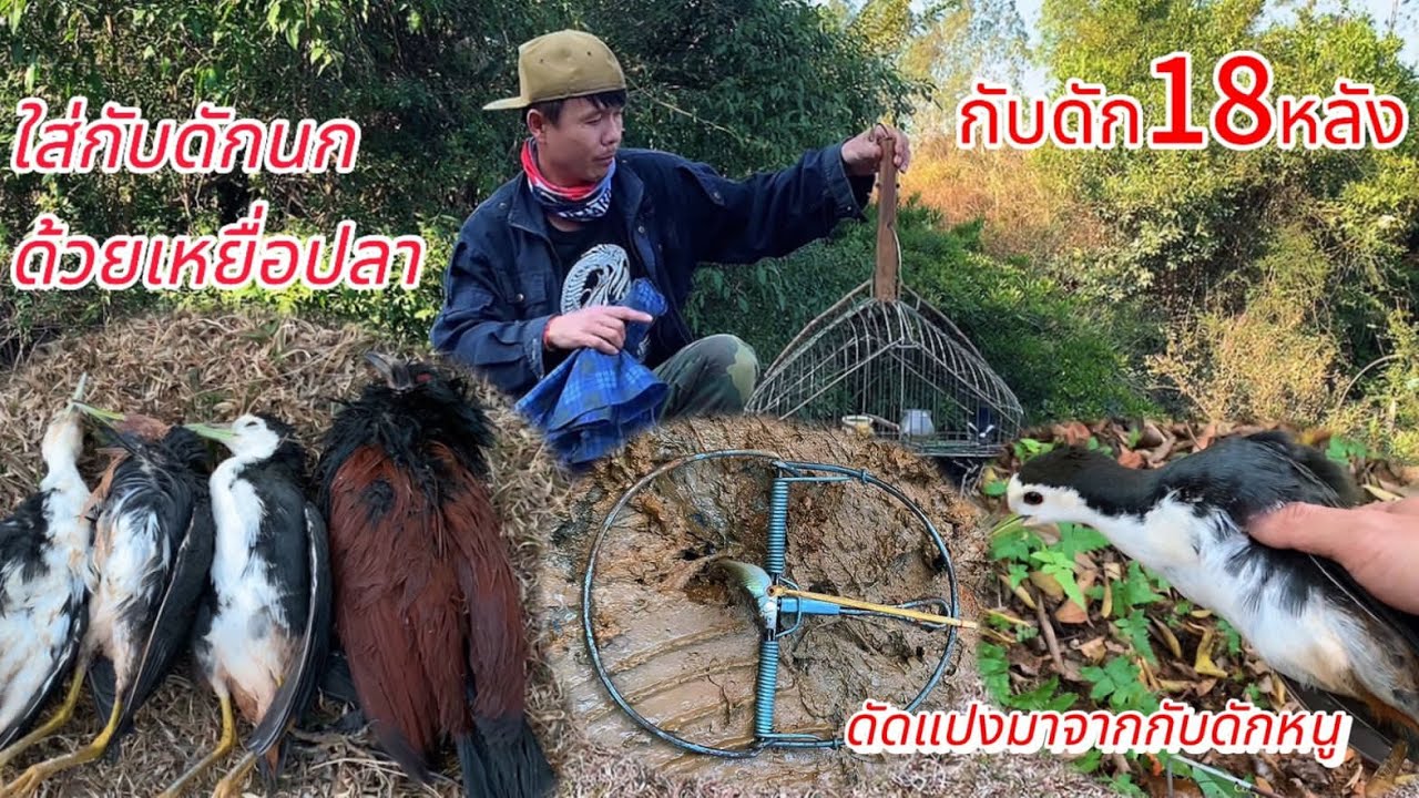 ดัดแปลงกับดักหนูมาเปันกับดักนก/เหยื่อปลาแฝกหมานสุดๆ