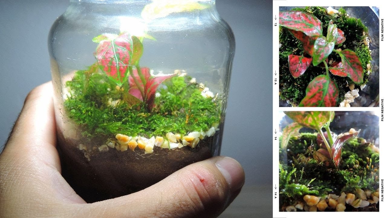 Terrário fechado - #Diy - #Closedterrarium - #terrariumclosed
