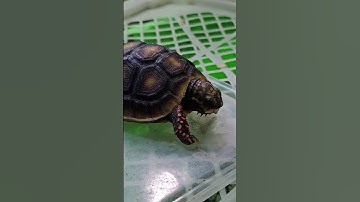 Đút rùa red foot ăn thịt gà tại Ú Ù PETSHOP CPC