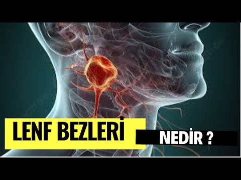 Lenf Bezleri Nedir?