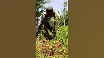 Harvesting cassava part 300 #shorts #farming #cassava #nature  #cassavaroots #cassavafarming