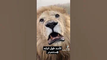 انياب النمر أطول من الأسد 