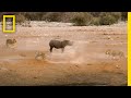 3頭のライオンに追い詰められたサイ | ナショジオ