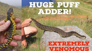 Found TWO HUGE PUFF ADDERS! Summer Reptile Hunting In South Africa