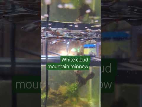 White cloud mountain minnow carrier tips #aquarium #fishkeepinghobby #aquarist #fishtank