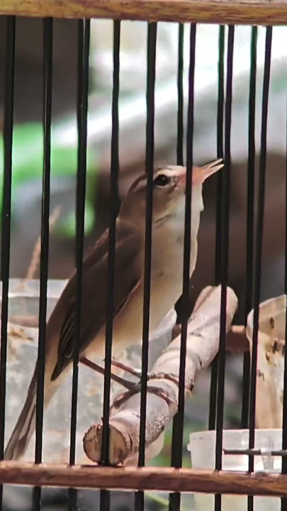 kerakbasi alis hitam #birds #masteranjernih #burung #burungkicaudialamliar #kicaumania