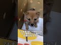 犬と生きる私の人生 #柴犬 #豆柴