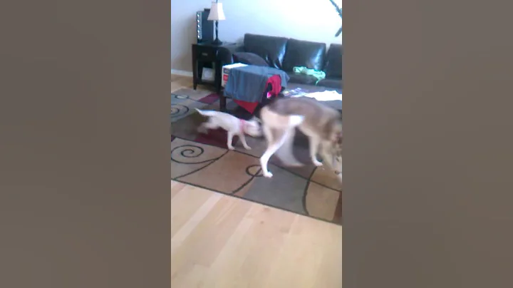 Who's the bigger dog???