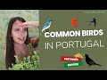 5 Common Birds in Portugal- European Portuguese Vocabulary