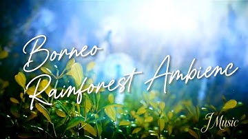Borneo Rainforest Ambience | The Spiritual Soundscape of Kalimantan