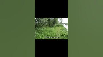 يُبَشِّرُهُمْ رَبُّهُم ✨️🤍 #القرآن_الكريم #تلاوة_خاشعة #سورة_التوبة #المنشاوي #آية #الحرم_المكي