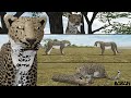 Roblox - Testing A | THE LAST BREATH of A LEOPARDESS