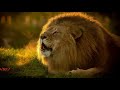 Как завоевать мужчину Льва