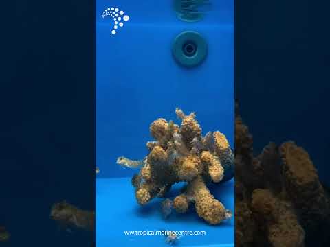💚 Molly Miller – Scartella cristata
