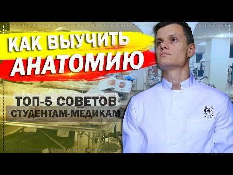 Как эффективно выучить анатомию