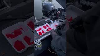 Baiting eggs for Willamette R spring chinook