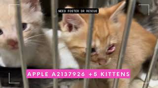 Blue alert: mom Apple A2137926 + 5 kittens @ East Valley Los Angeles