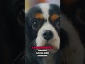 Calm Cavalier King Charles Spaniel: Perfect Family Dog! #shorts