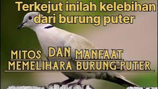 Burung puter pelung Manfaat memelihara burung puter