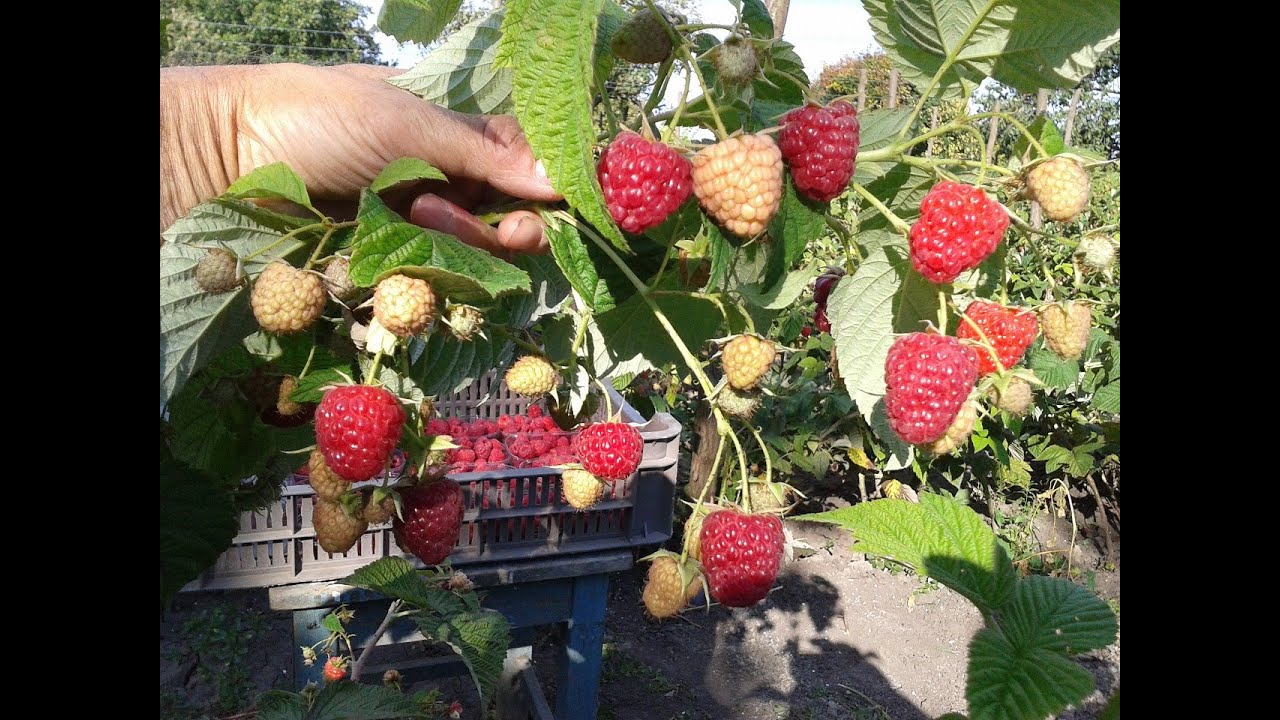 Málnatő ültetése