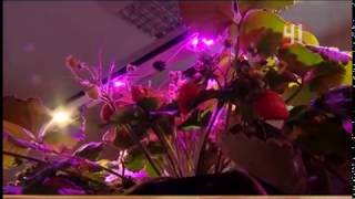 Клубничнaя фермa Екaтеринбург видео саженцы в екатеринбурге купить