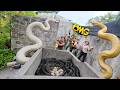 Brave Soldiers Risked Their Lives to Capture 100 Giant Pythons to Rescue Young Girl