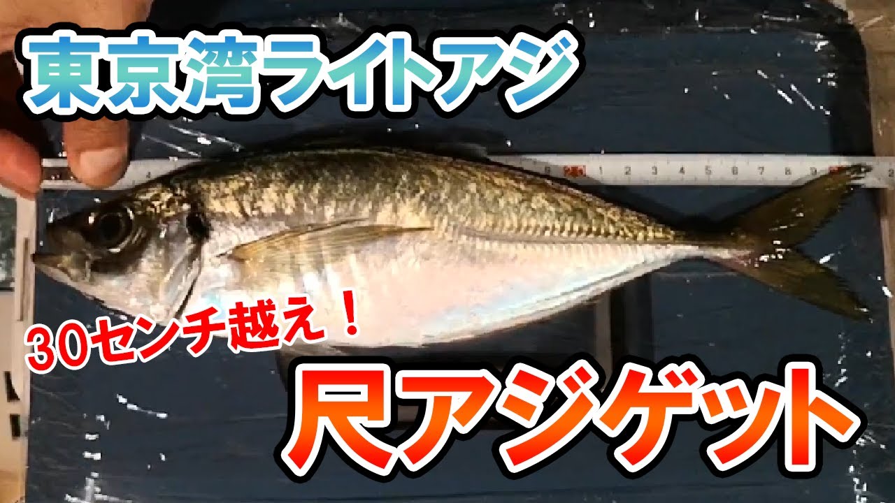30センチ超え 巨大アジゲット 東京湾船釣り Youtube