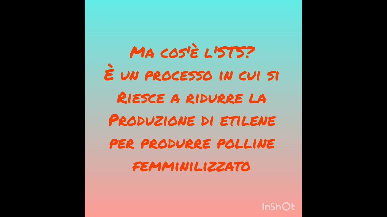 Come fare semi femminizzati con argento colloidale e sts