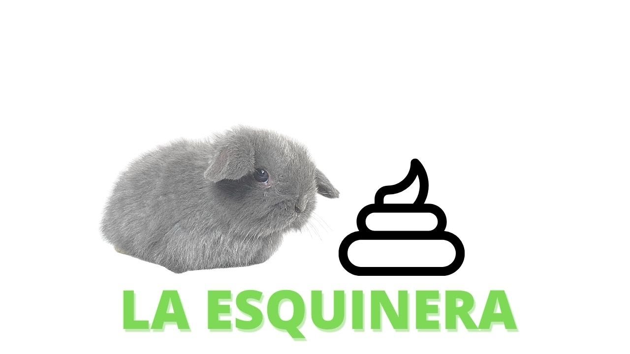 👉 Como Enseñar a Usar La Esquinera a un CONEJO BELIER Mini Lop Fácilmente ✅ (curso de conejos) #5