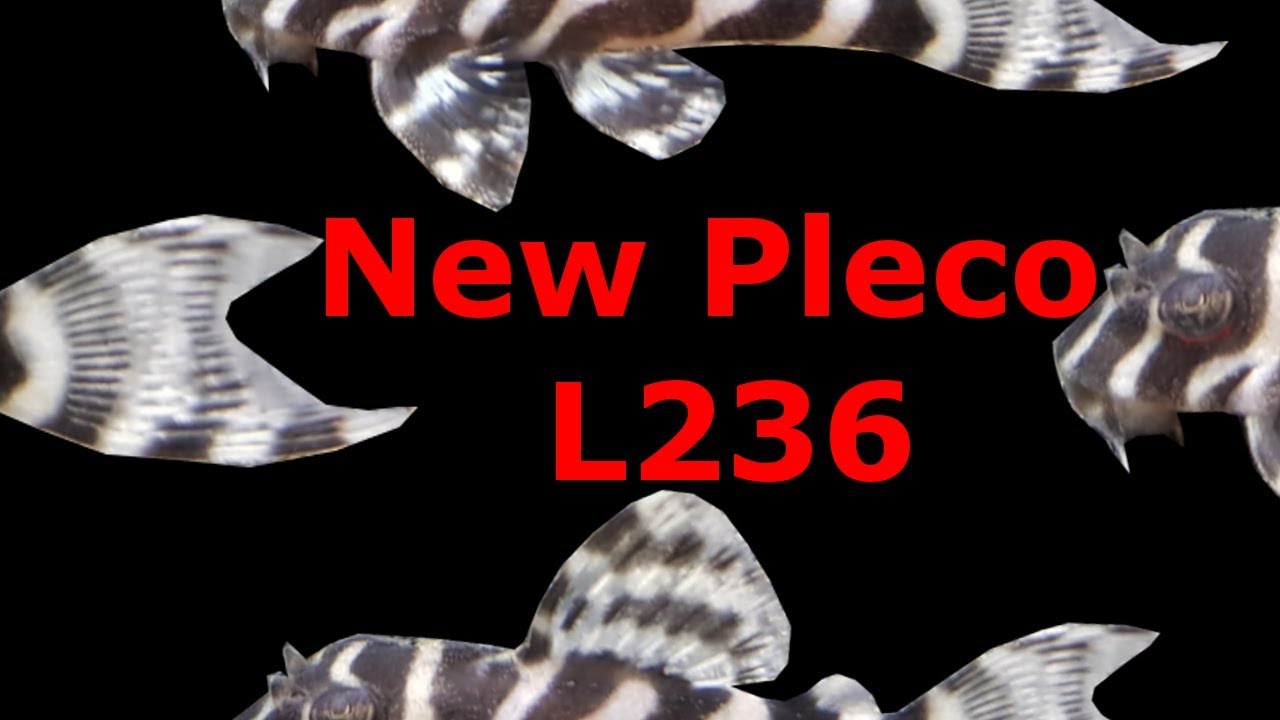 Newest addition in the Fishroom : Hypancistrus sp. L236 - YouTube