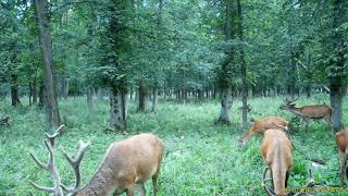 Bogactwo przyrody #3 lipiec u jeleni