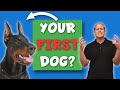 Doberman 101: Why First Time Owners FAIL