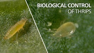 Biological control of thrips  Neoseiulus cucumeris