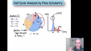 Cell cycle analysis by flow cytometry