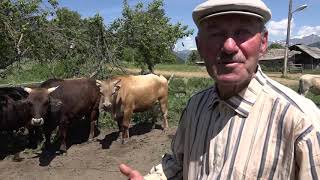 видео: БАЛЦЫ ШИХАНТУРЫ  ХЪÆУМÆ картинка: БАЛЦЫ ШИХАНТУРЫ  ХЪÆУМÆ