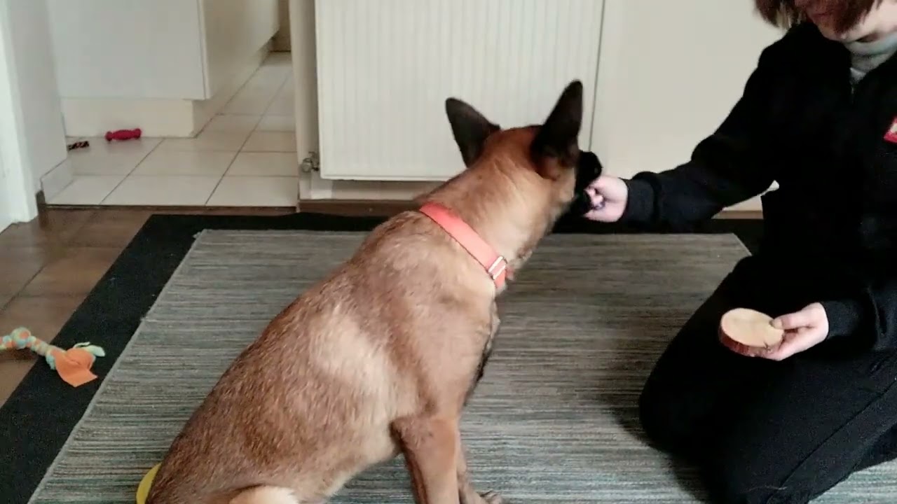 Ziva's first pawshake