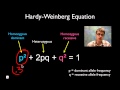 Mastering Hardy-Weinberg Equilibrium Through Engaging Problem Solving