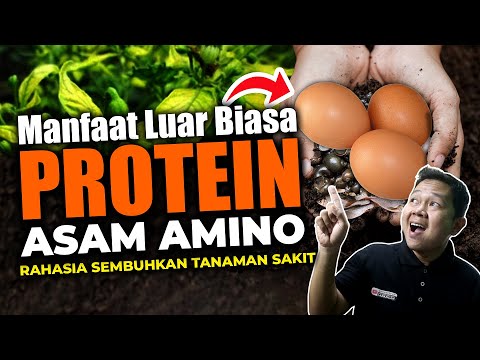 Cara Membuat Asam Amino Dari Telur