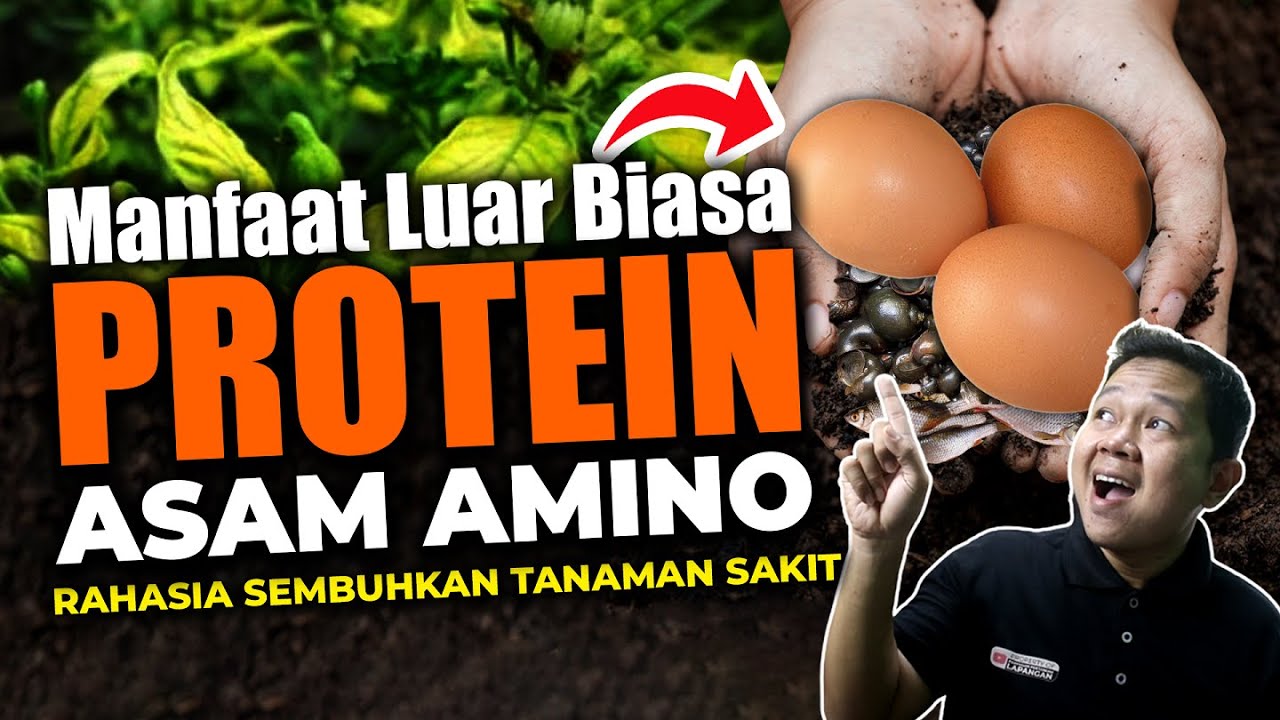RAHASIA PROTEIN ASAM AMINO PADA TELUR SEMBUHKAN TANAMAN YANG SAKIT | Jadi Subur dan Berbuah Lebat